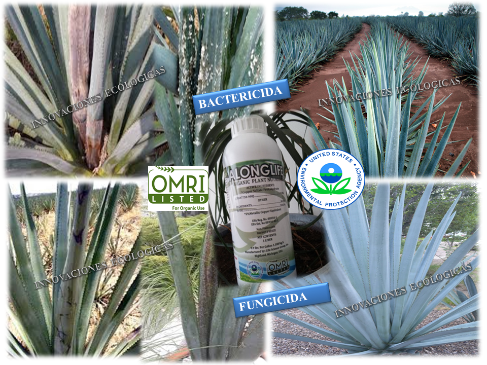 Along Life agave